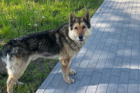 В Гаврилово-Посадском районе застрелили безнадзорную собаку, которую любили дети